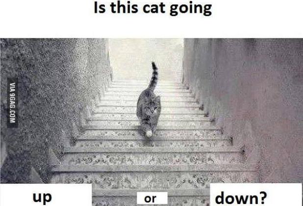 Kedi merdivenden iniyor mu çıkıyor mu?