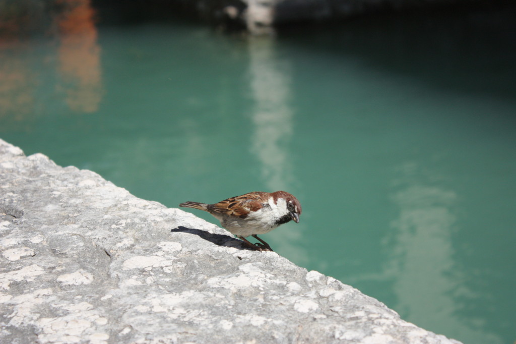 IMG_8662-1024x682